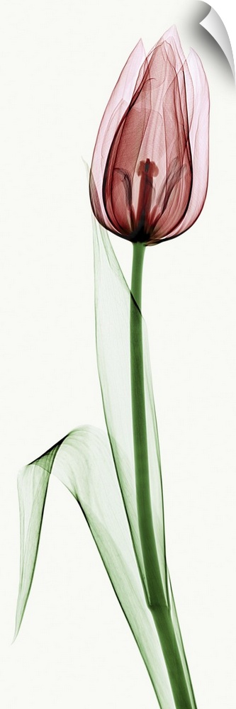 X-Ray photograph of a tulip against a white background.
