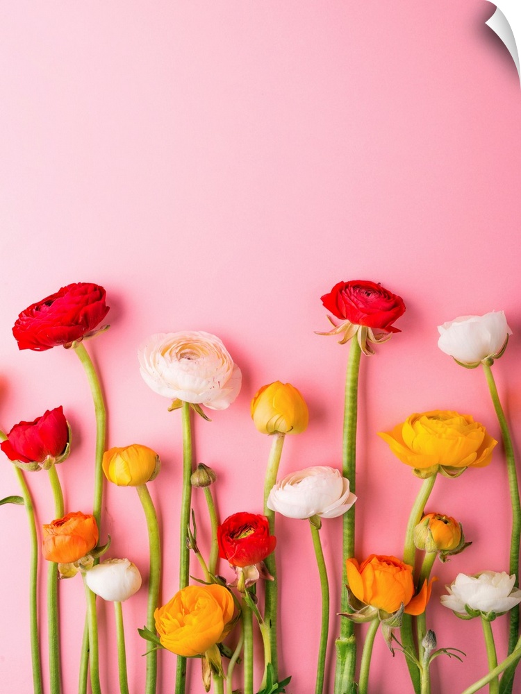 Vibrant Ranunculus