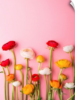 Vibrant Ranunculus