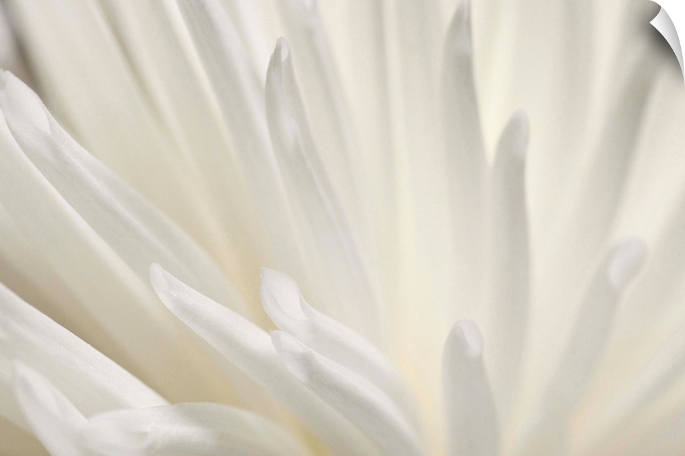 Abstract macro of a delicate white flower.