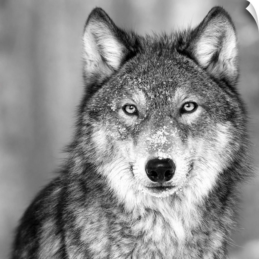 Black and white square image of a wolve in the snow.