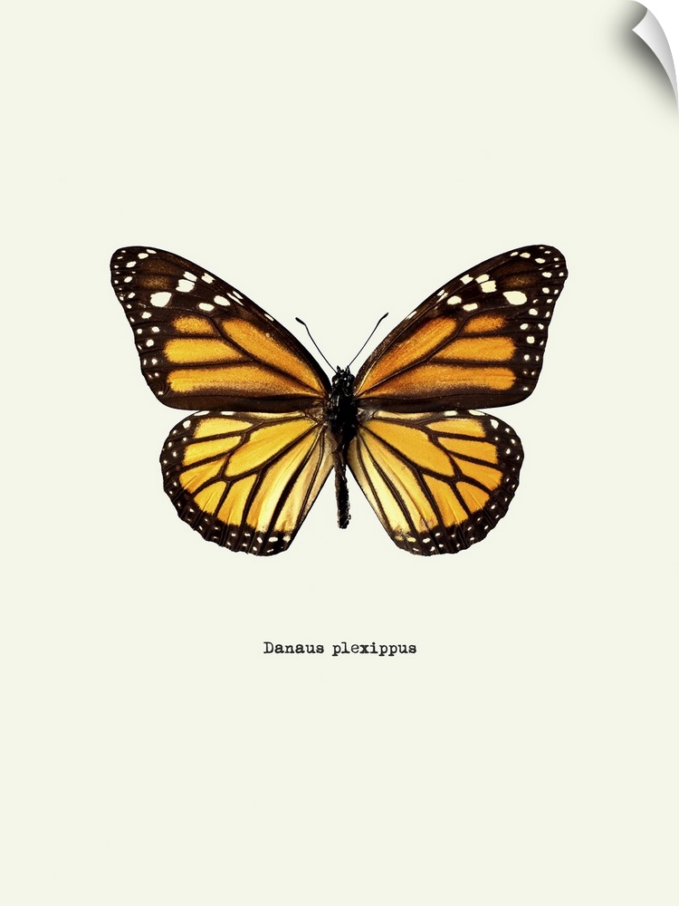 Image of a yellow butterfly with the scientific name below it, Danaus Plexippus.