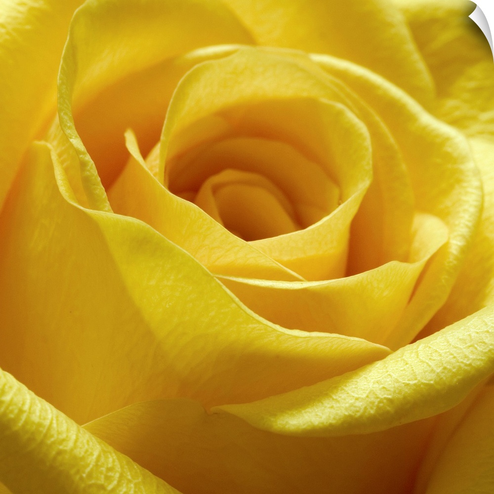Square close up photograph of a yellow rose.