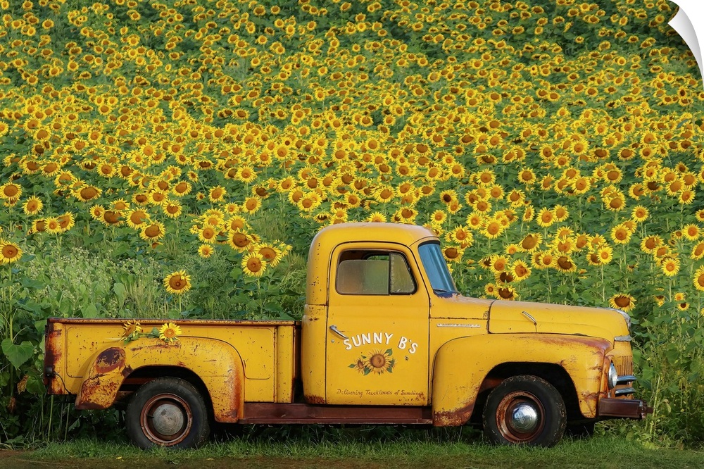 A rustic style photograph of a vintage yellow pick up truck parked in front of a field of sunflowers, perfect for fall decor