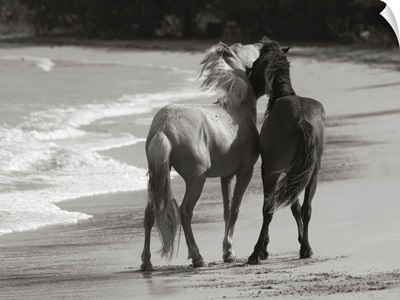 Young Mustangs on Beach