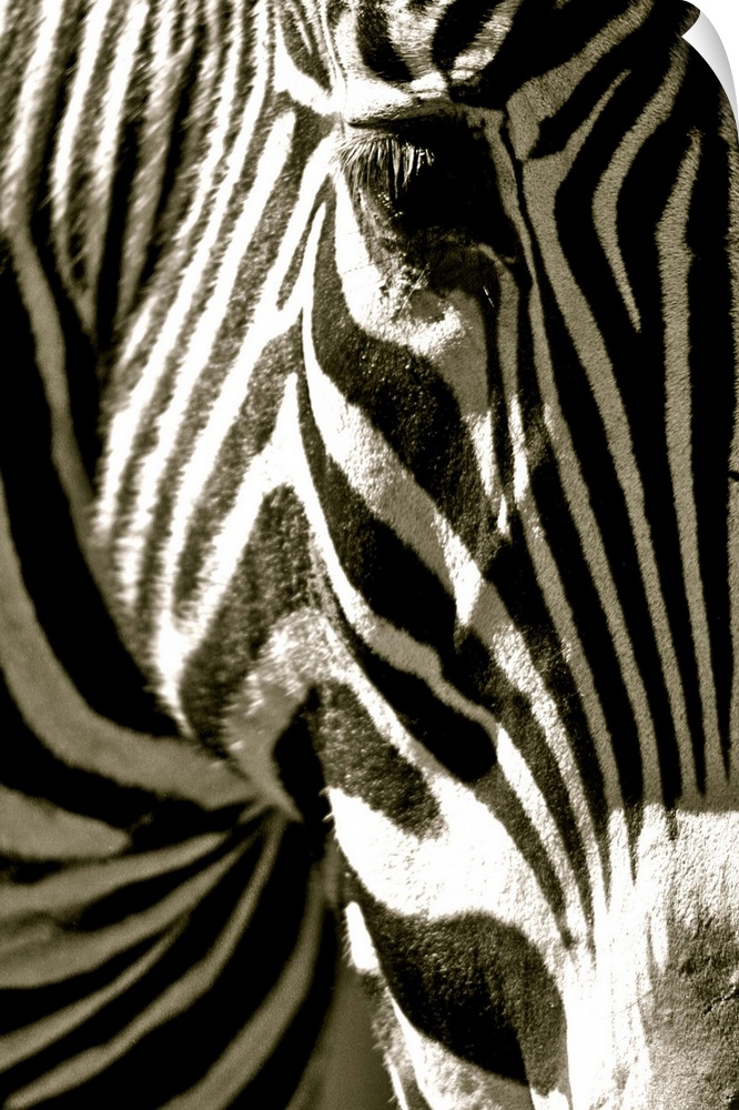 Black and white photograph of a close-up of a zebra head.