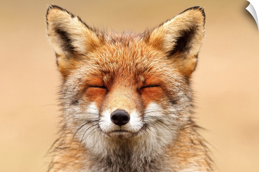 A photograph of a fox with it's eyes close.