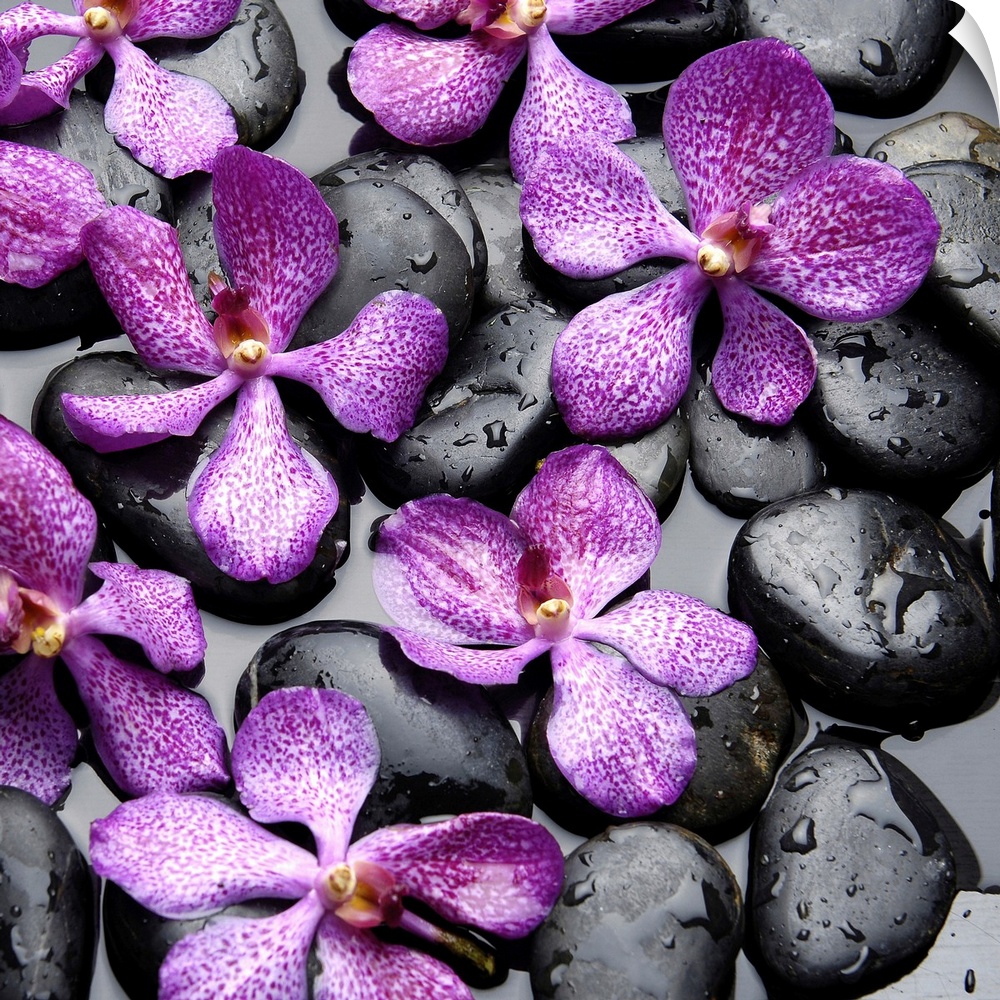Square image of purple orchids on smooth black rocks in water.