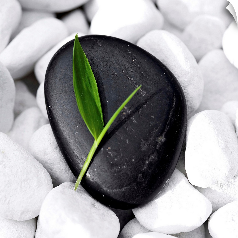 Small green bamboo leaf on a neat, black Zen-Stone lying on many white pebbles.