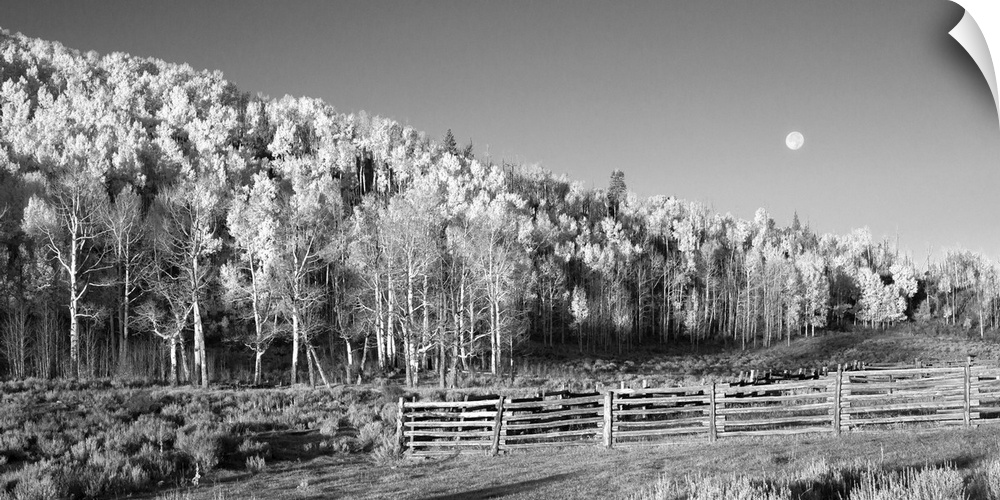 Photograph in black and white Ansel Adams styleof aspens and a full moon.