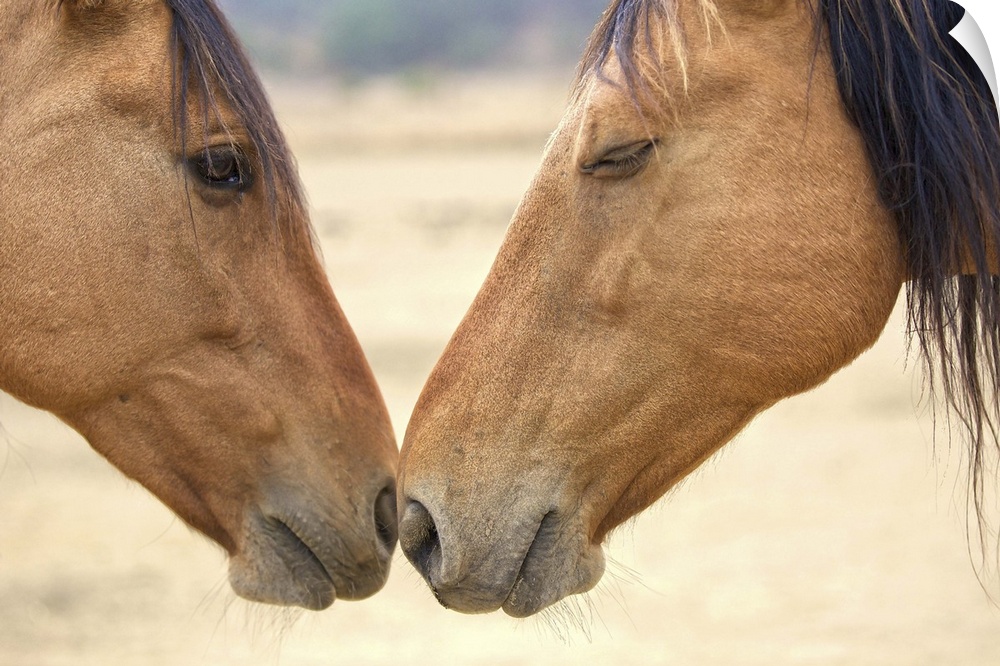 Two wild horses touching noses.