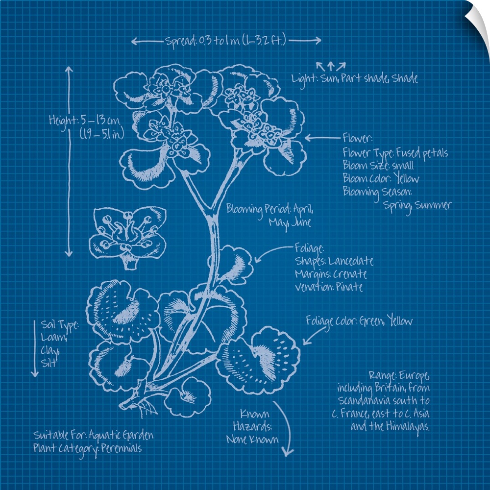 Digital artwork of a blueprint in blue and white featuring a perennial with brief information about the plant.