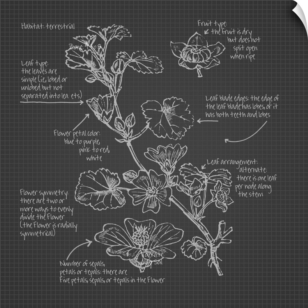 Digital artwork of a blueprint in slate gray and white featuring a rosaceae botanical with brief information about the plant.