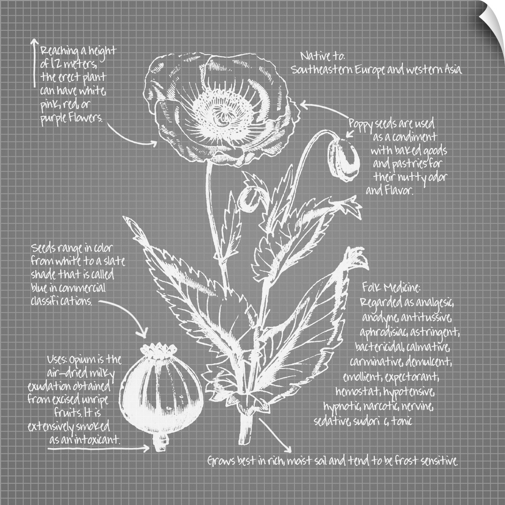 Digital artwork of a blueprint in dusky gray and white featuring a poppy with brief information about the plant.