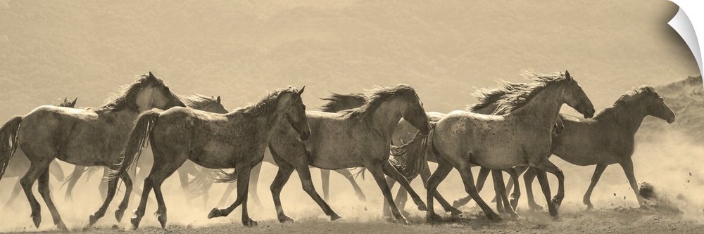 Photograph in sepia of a parade of horses in a dusty field.
