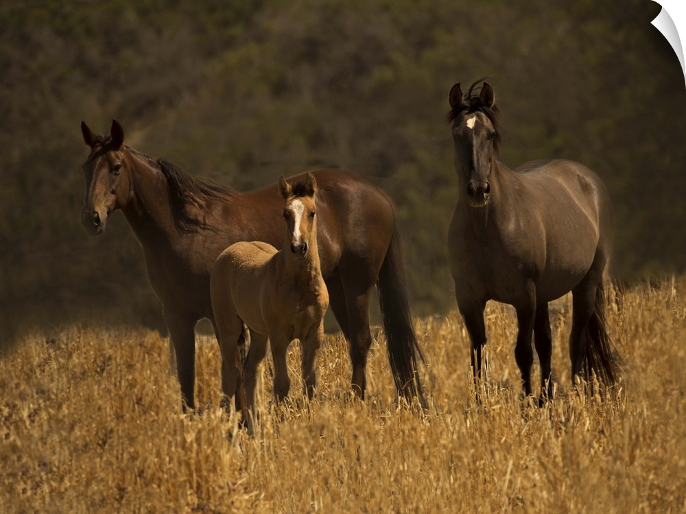 A family of wild horses standing in a field in golden light.