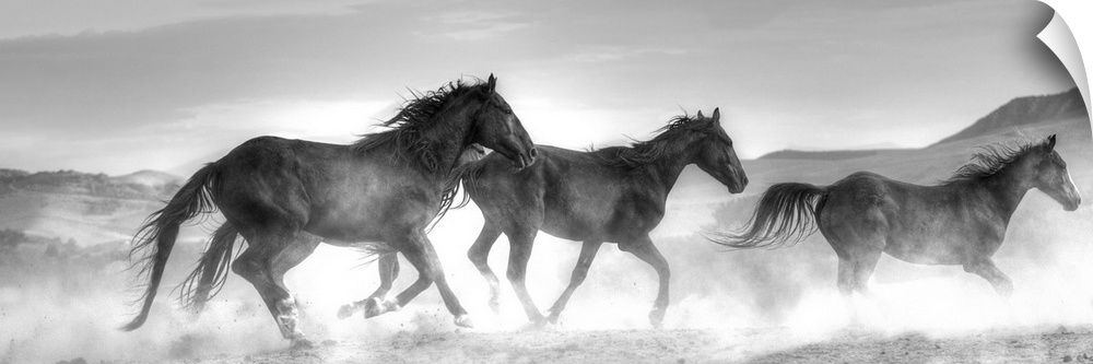 Photograph in black and white of three horses running in a cloud of dust by Sally Linden.