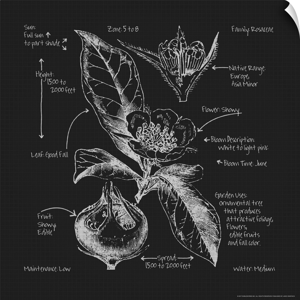 Square blueprint of a Rosaceae flower with labels in black and white.