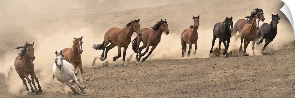 Panoramic photograph of a herd of wild horses running in a dusty field.