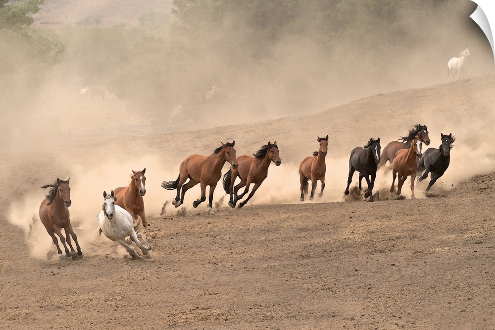 Photograph of a team of wild horses barreling over the hillside by Sally Linden.