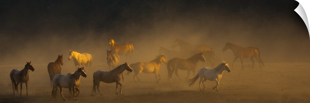 Photograph of a herd of horses finding their way to go in a dusty field.