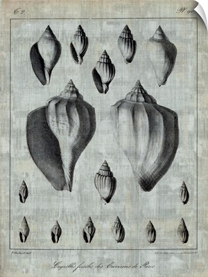 Shell Fossil Collection 3
