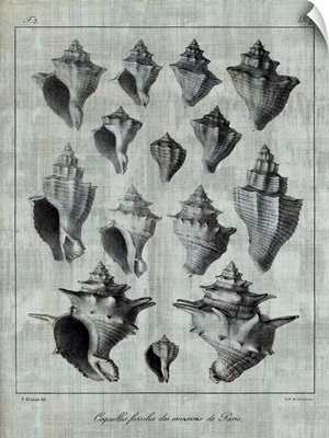 Shell Fossil Collection 8