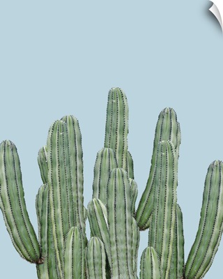 Cactus on Blue