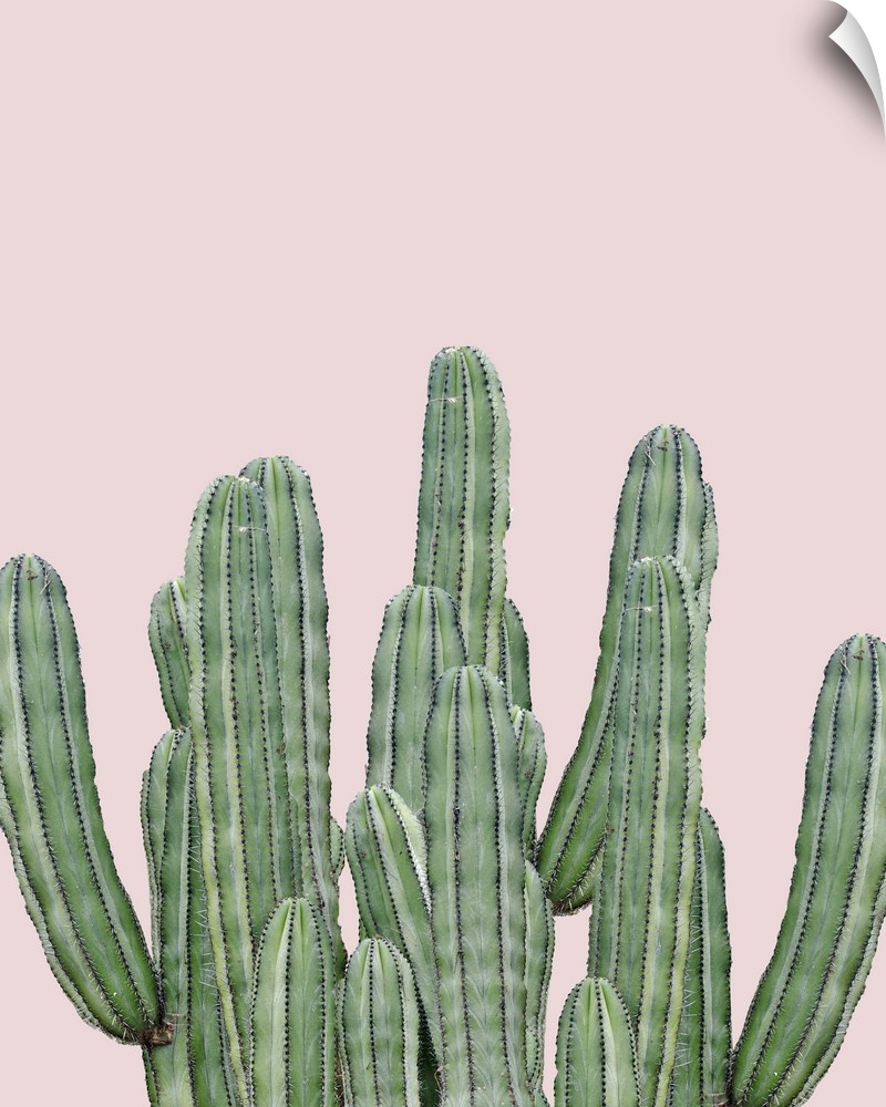 Photograph of long, green cacti on a pale pink background.