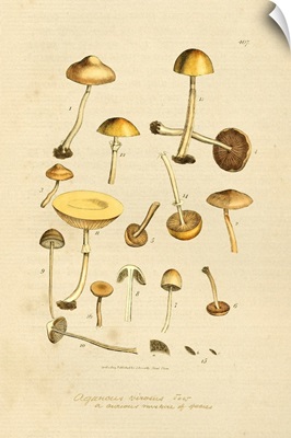English Fungi 1700s - A Curious Mixture