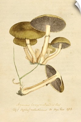 English Fungi 1700s - Boletus Rubellus