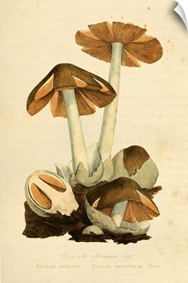 English Fungi 1700s - Chlorophyllum Rhacodes