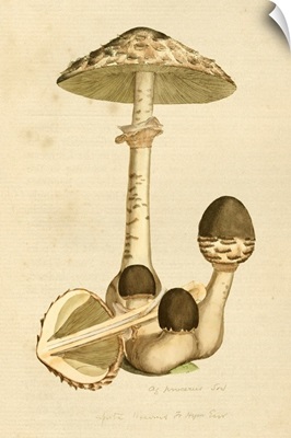 English Fungi 1700s - Stropharia Aeruginosa