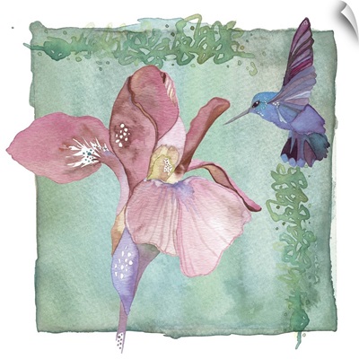 Hummingbird and Flower - Iris