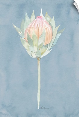 King Protea Watercolor Flower Cornflower Blue