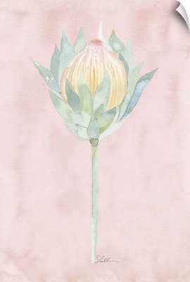 King Protea Watercolor Flower Pink