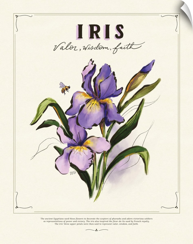 Language Of Flowers - Iris
