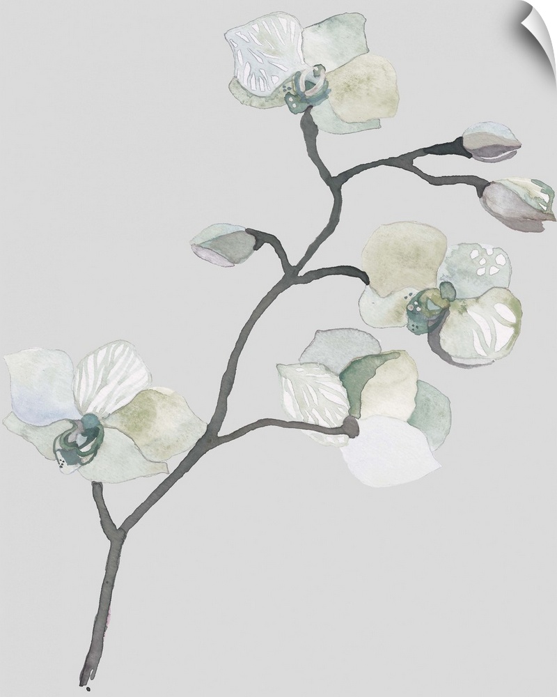 Contemporary watercolor artwork of delicate green and white orchid flowers on a neutral background.