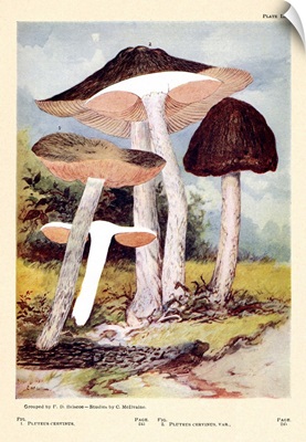 Toadstools And Mushrooms - Plate LXI