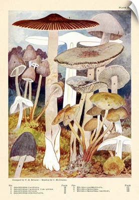 Toadstools And Mushrooms - Plate X