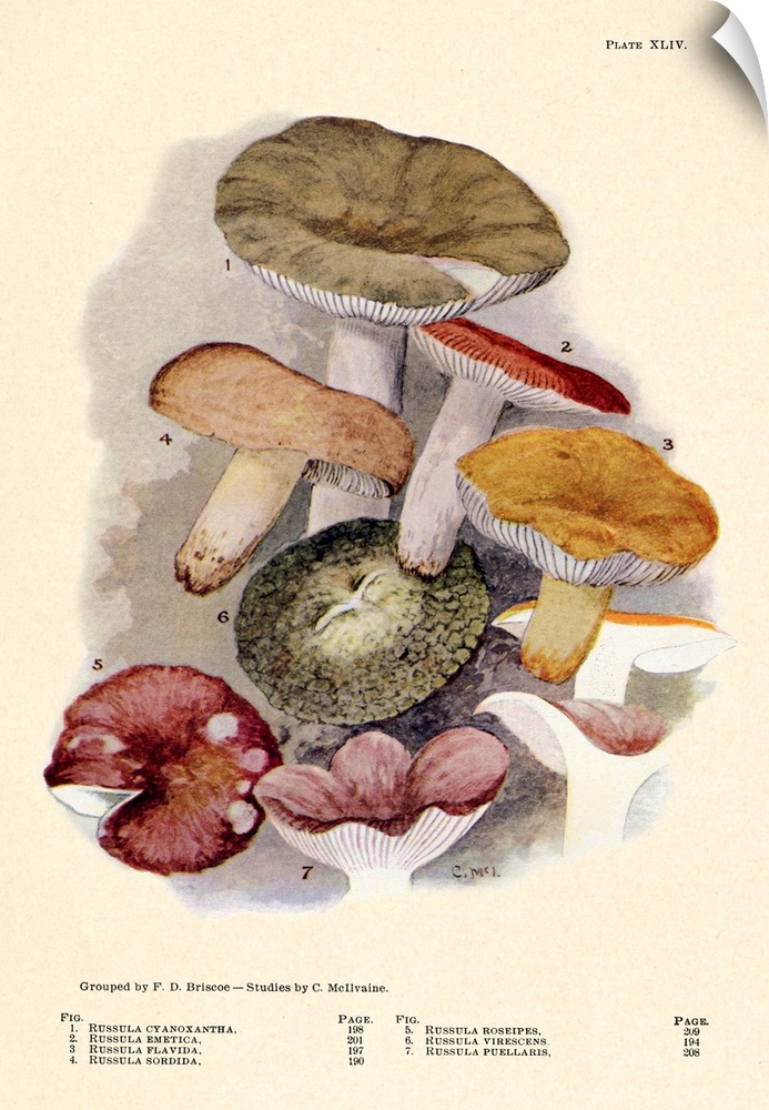 Toadstools And Mushrooms - Plate XLIV