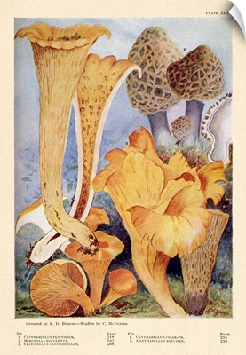 Toadstools And Mushrooms - Plate XLVI