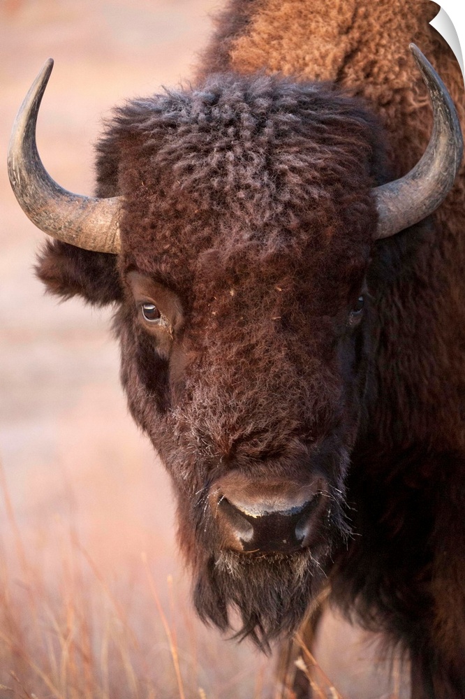 Bison on the Carl Simmons Ranch near Valentine, NE.