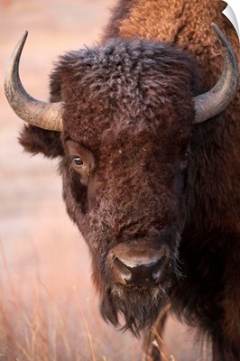 A bison, on a ranch near Valentine, Nebraska