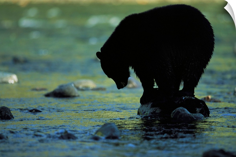 A black bear perches on a rock watching for fish in Clayoquot Sound.