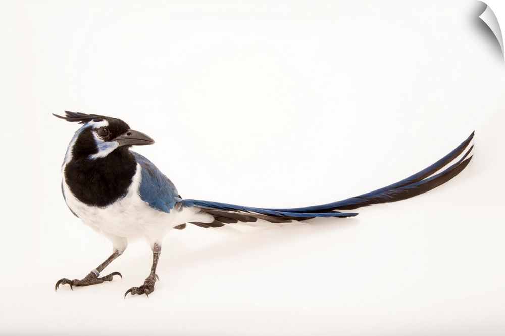 A black-throated magpie-jay, Calocitta formosa colliei, at the Houston Zoo.