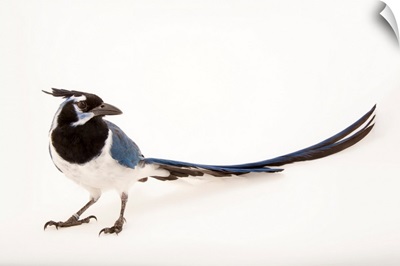 A black throated magpie jay, Calocitta colliei, at the Houston Zoo