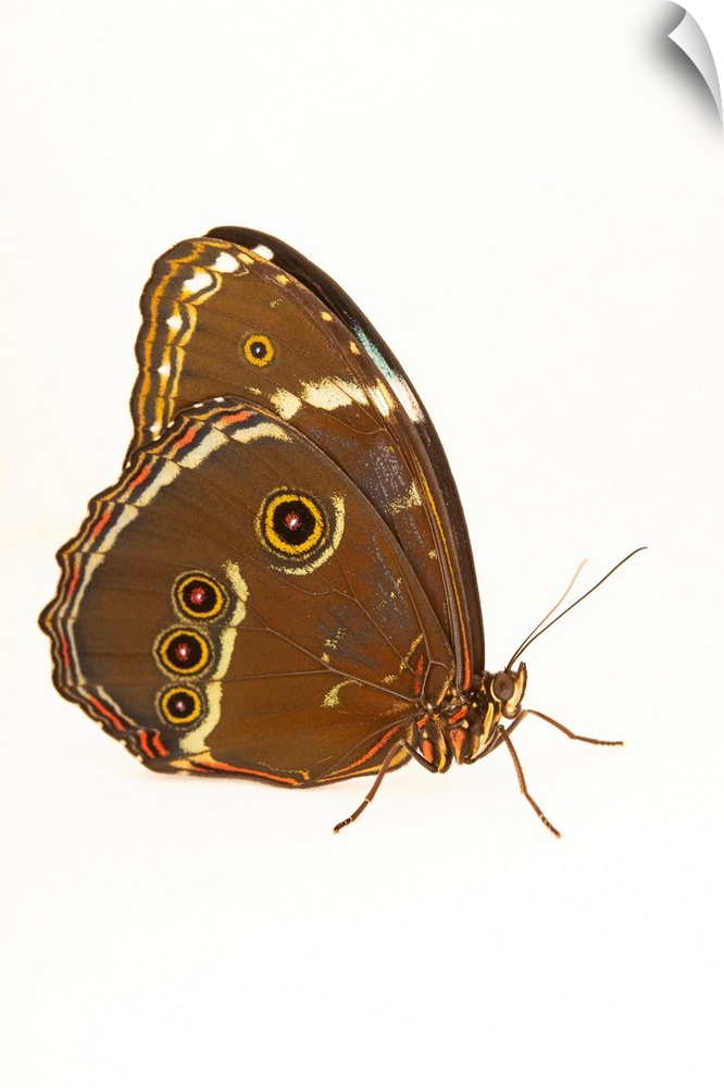 A blue-banded morpho (Morpho achilles) at the Pilpintuwasi Butterfly Farm and Amazon Animal Orphanage.