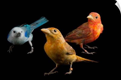 A blue-grey tanager and two hepatic tanagers