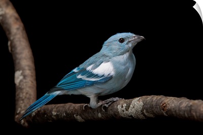 A blue-grey tanager, Thraupis episcopus, at the Miller Park Zoo